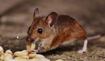 Find Exterminators in Pleasants County